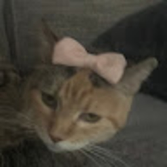 Meet your Posher, Chase webb - Picture 1 of 1